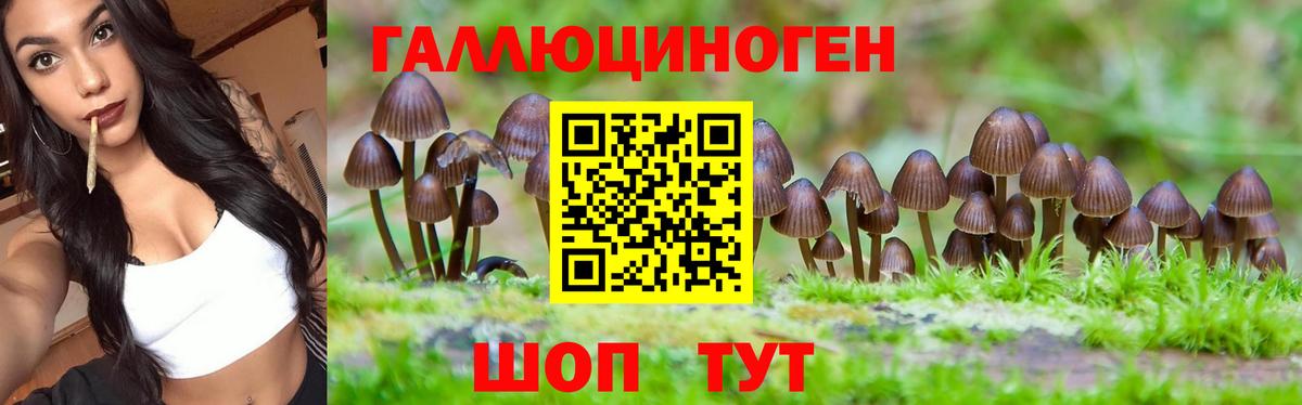 Галлюциногенные грибы Psilocybe Лесосибирск